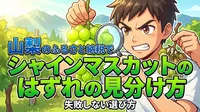 山梨のふるさと納税でシャインマスカットのはずれの見分け方